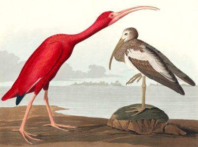Scarlet Ibis from Birds of America (1827) by John James Audubon (1785 - 1851 ), etched by Robert Havell (1793 - 1878).. Free illustration for personal and commercial use.