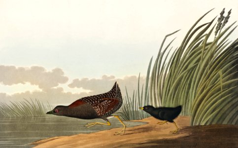 Least Water-hen from Birds of America (1827) by John James Audubon, etched by William Home Lizars.. Free illustration for personal and commercial use.