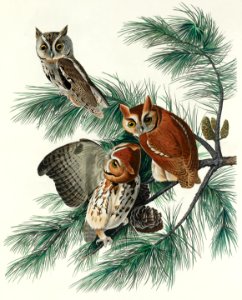 Little Screech Owl from Birds of America (1827) by John James Audubon, etched by William Home Lizars.. Free illustration for personal and commercial use.