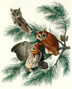 Little Screech Owl from Birds of America (1827) by John James Audubon, etched by William Home Lizars.