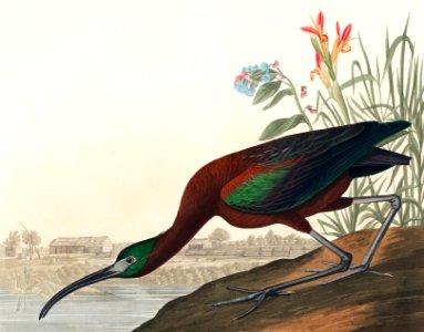 Glossy Ibis from Birds of America (1827) by John James Audubon, etched by William Home Lizars.. Free illustration for personal and commercial use.