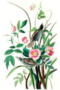 Seaside Finch from Birds of America (1827) by John James Audubon, etched by William Home Lizars.. Free illustration for personal and commercial use.