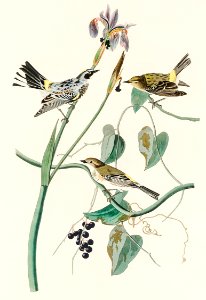 Yellow-crown Warbler from Birds of America (1827) by John James Audubon, etched by William Home Lizars.. Free illustration for personal and commercial use.