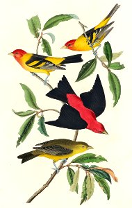 Louisiana Tanager and Scarlet Tanager from Birds of America (1827) by John James Audubon, etched by William Home Lizars.. Free illustration for personal and commercial use.