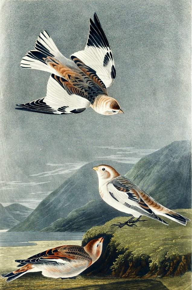 Snow Bunting from Birds of America (1827) by John James Audubon, etched by William Home Lizars.