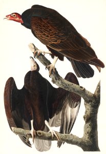 Turkey Buzzard from Birds of America (1827) by John James Audubon, etched by William Home Lizars.. Free illustration for personal and commercial use.
