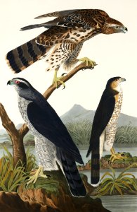 Goshawk and Stanley Hawk from Birds of America (1827) by John James Audubon, etched by William Home Lizars.. Free illustration for personal and commercial use.