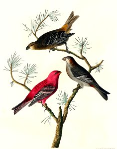 Pine Grosbeak from Birds of America (1827) by John James Audubon, etched by William Home Lizars.. Free illustration for personal and commercial use.