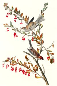 Tree Sparrow from Birds of America (1827) by John James Audubon, etched by William Home Lizars.. Free illustration for personal and commercial use.