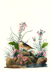 Yellow-winged Sparrow from Birds of America (1827) by John James Audubon, etched by William Home Lizars.. Free illustration for personal and commercial use.