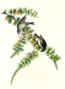 Pine Finch from Birds of America (1827) by John James Audubon, etched by William Home Lizars.. Free illustration for personal and commercial use.