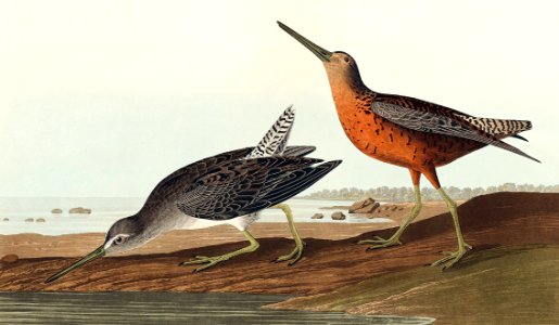 Red-breasted Snipe from Birds of America (1827) by John James Audubon, etched by William Home Lizars.. Free illustration for personal and commercial use.