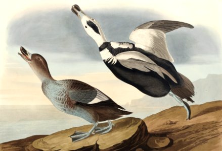Pied Duck from Birds of America (1827) by John James Audubon, etched by William Home Lizars.. Free illustration for personal and commercial use.