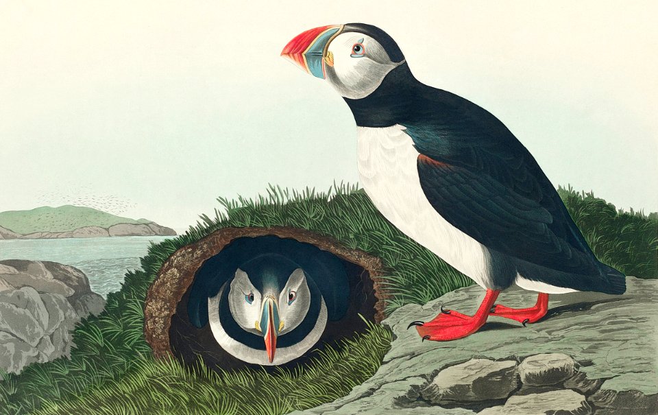 Puffin from Birds of America (1827) by John James Audubon, etched by William Home Lizars.