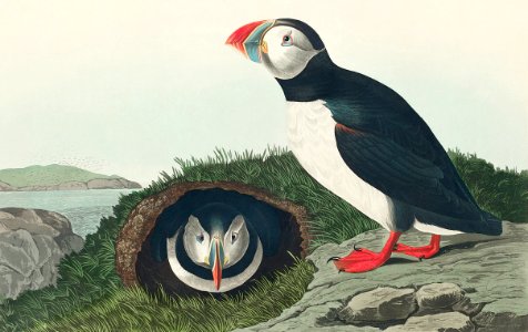 Puffin from Birds of America (1827) by John James Audubon, etched by William Home Lizars.. Free illustration for personal and commercial use.