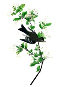 Wood Pewee from Birds of America (1827) by John James Audubon, etched by William Home Lizars.. Free illustration for personal and commercial use.