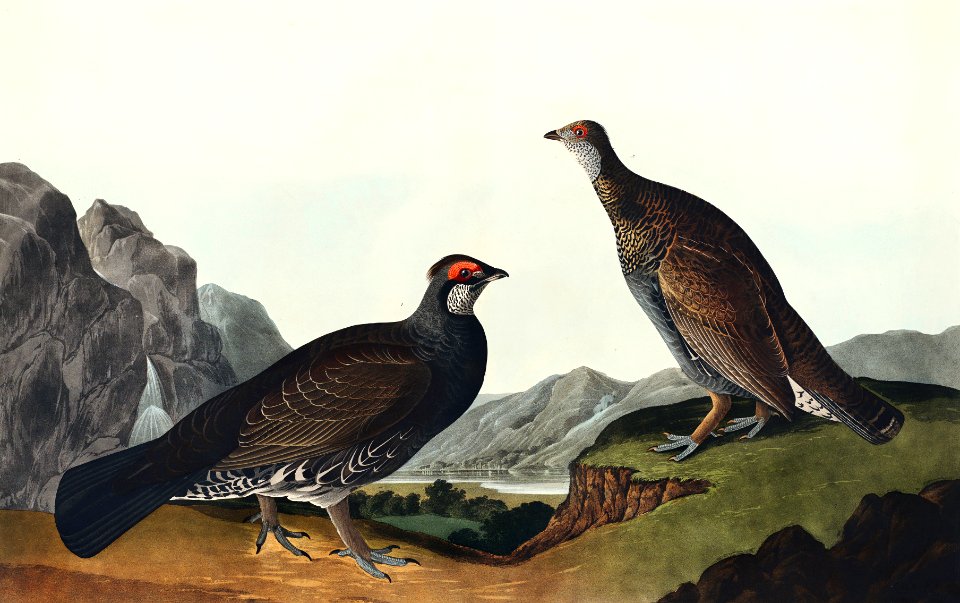 Long-tailed or Dusky Grous from Birds of America (1827) by John James Audubon, etched by William Home Lizars.