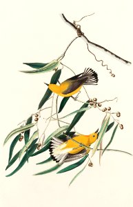 Prothonotary Warbler from Birds of America (1827) by John James Audubon, etched by William Home Lizars.. Free illustration for personal and commercial use.