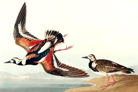 Turn-stone from Birds of America (1827) by John James Audubon, etched by William Home Lizars.