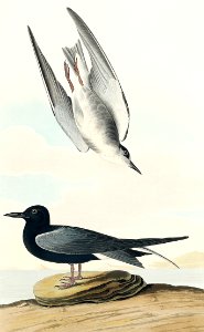 Black Tern from Birds of America (1827) by John James Audubon, etched by William Home Lizars.. Free illustration for personal and commercial use.