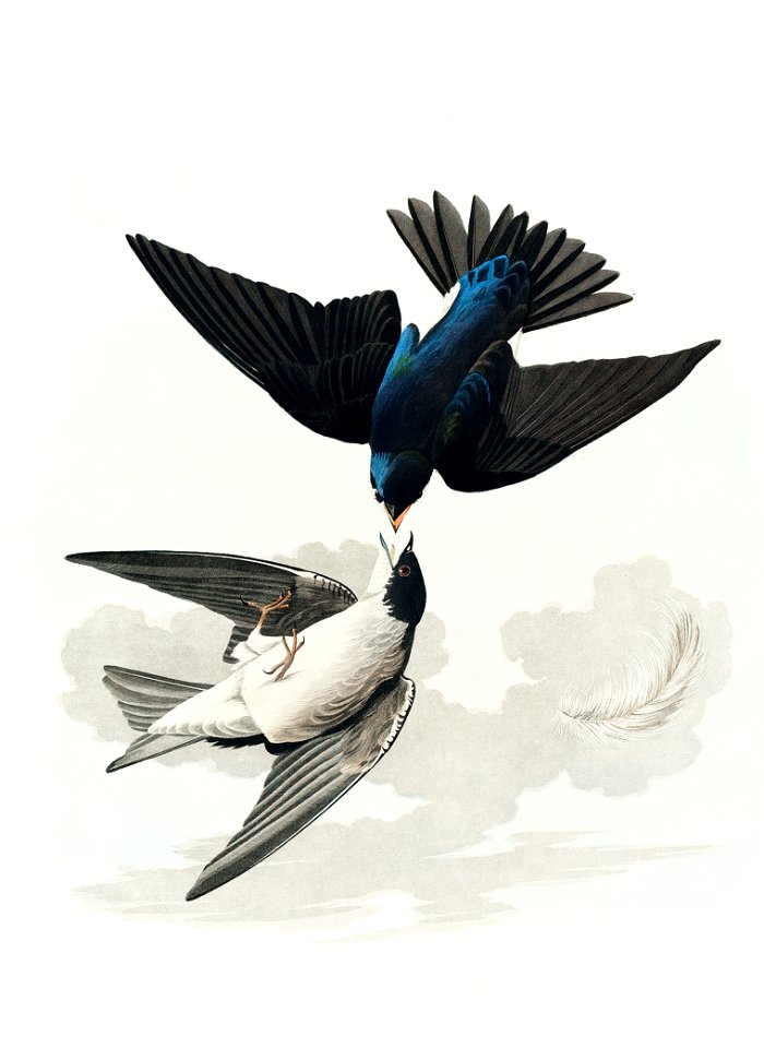 White-bellied Swallow from Birds of America (1827) by John James Audubon, etched by William Home Lizars.