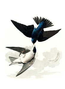 White-bellied Swallow from Birds of America (1827) by John James Audubon, etched by William Home Lizars.. Free illustration for personal and commercial use.