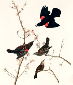 Red winged Starling, or Marsh Blackbird from Birds of America (1827) by John James Audubon, etched by William Home Lizars.. Free illustration for personal and commercial use.