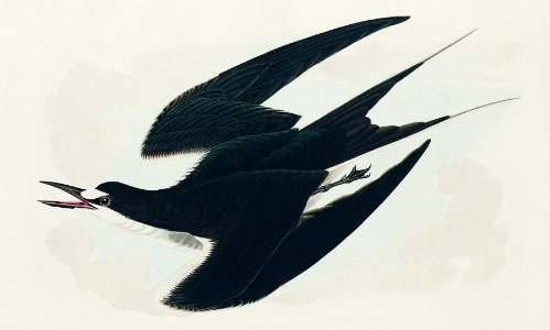 Sooty Tern from Birds of America (1827) by John James Audubon, etched by William Home Lizars.. Free illustration for personal and commercial use.