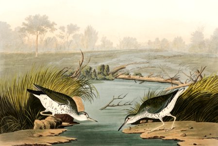 Spotted Sandpiper from Birds of America (1827) by John James Audubon, etched by William Home Lizars.