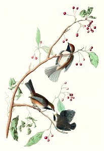Canadian Titmouse from Birds of America (1827) by John James Audubon, etched by William Home Lizars.. Free illustration for personal and commercial use.
