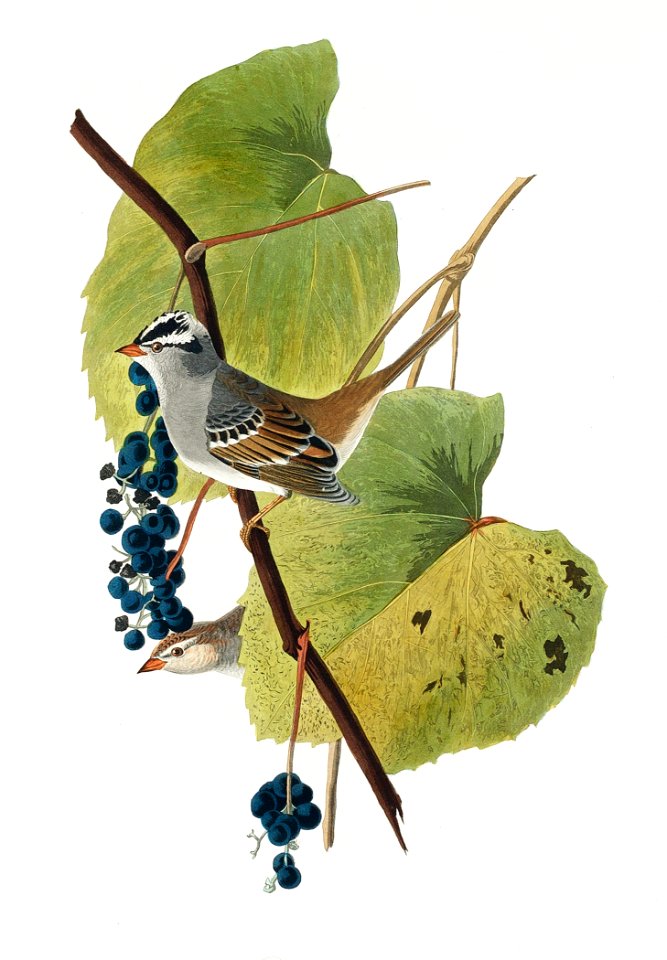 White-crowned Sparrow from Birds of America (1827) by John James Audubon, etched by William Home Lizars.