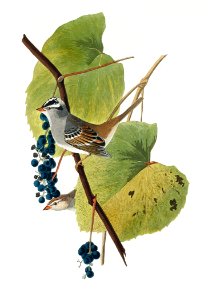 White-crowned Sparrow from Birds of America (1827) by John James Audubon, etched by William Home Lizars.. Free illustration for personal and commercial use.