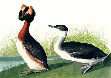 Horned Grebe from Birds of America (1827) by John James Audubon, etched by William Home Lizars.. Free illustration for personal and commercial use.