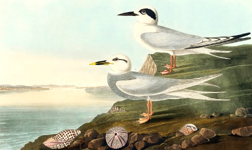 Havell's Tern and Trudeau's Tern from Birds of America (1827) by John James Audubon (1785 - 1851), etched by Robert Havell (1793 - 1878).. Free illustration for personal and commercial use.