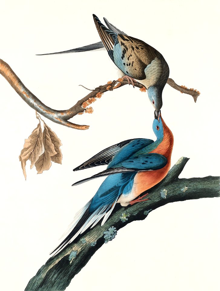Passenger Pigeon from Birds of America (1827) by John James Audubon, etched by William Home Lizars.