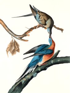 Passenger Pigeon from Birds of America (1827) by John James Audubon, etched by William Home Lizars.. Free illustration for personal and commercial use.