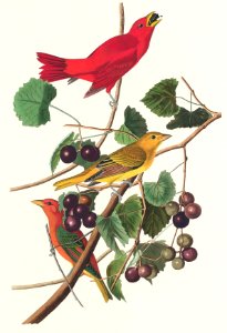 Summer Red Bird from Birds of America (1827) by John James Audubon, etched by William Home Lizars.. Free illustration for personal and commercial use.