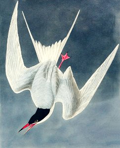 Great Tern from Birds of America (1827) by John James Audubon, etched by William Home Lizars.. Free illustration for personal and commercial use.