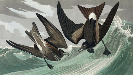 Fork-tailed Petrel from Birds of America (1827) by John James Audubon, etched by William Home Lizars.. Free illustration for personal and commercial use.