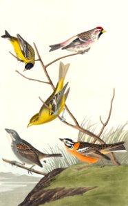 Arkansaw Siskin, Mealy Red-poll, Louisiana Tanager, Townsend's Bunting and Buff-breasted Finch from Birds of America (1827) by John James Audubon (1785 - 1851), etched by Robert Havell (1793 - 1878).. Free illustration for personal and commercial use.