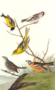 Arkansaw Siskin, Mealy Red-poll, Louisiana Tanager, Townsend's Bunting and Buff-breasted Finch from Birds of America (1827) by John James Audubon (1785 - 1851), etched by Robert Havell (1793 - 1878).