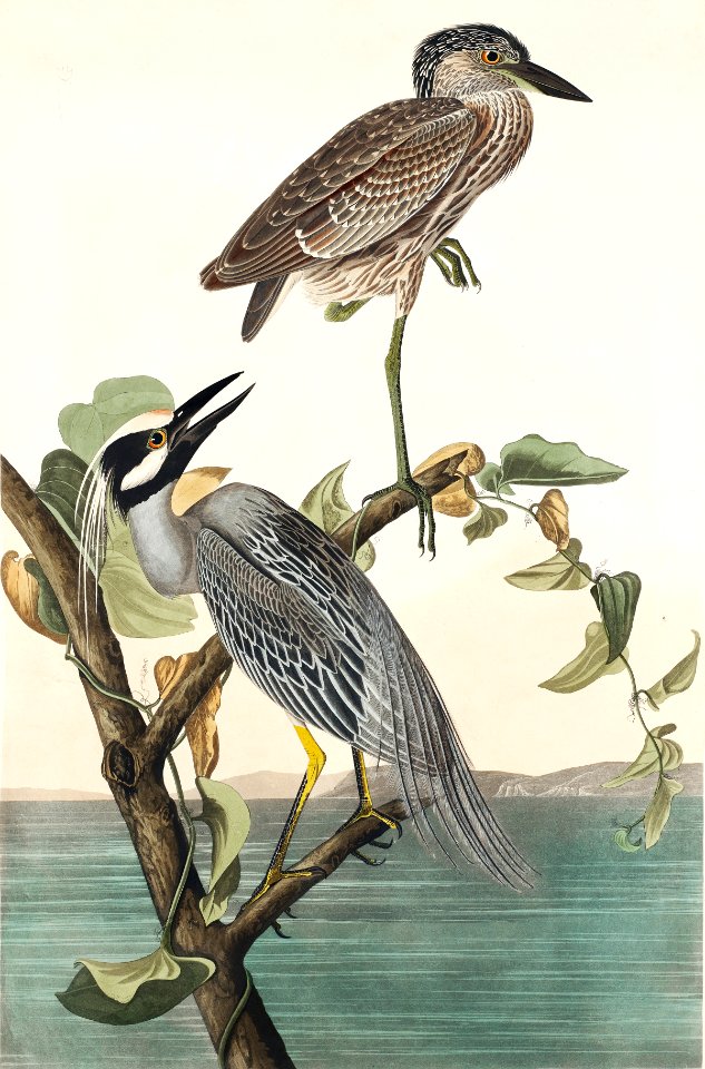 Yellow-Crowned Heron from Birds of America (1827) by John James Audubon, etched by William Home Lizars.
