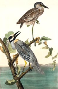 Yellow-Crowned Heron from Birds of America (1827) by John James Audubon, etched by William Home Lizars.. Free illustration for personal and commercial use.