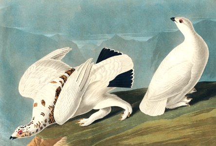 American Ptarmigan and White-tailed Grous from Birds of America (1827) by John James Audubon (1785 - 1851), etched by Robert Havell (1793 - 1878).