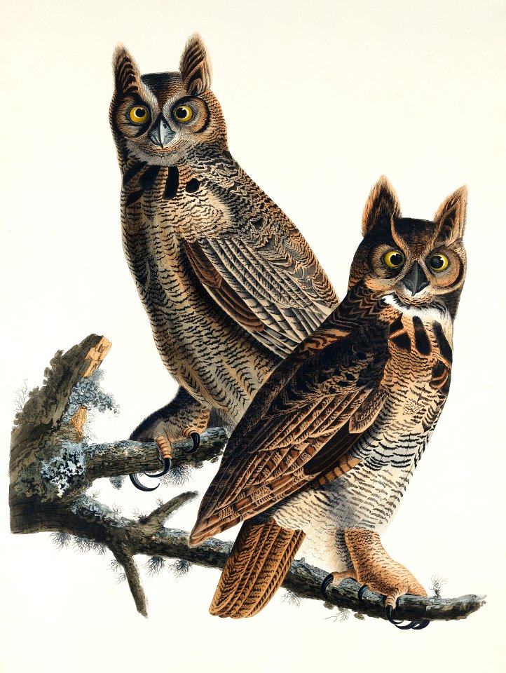 Great Horned Owl from Birds of America (1827) by John James Audubon, etched by William Home Lizars.
