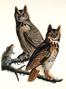 Great Horned Owl from Birds of America (1827) by John James Audubon, etched by William Home Lizars.. Free illustration for personal and commercial use.