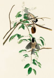Carolina Titmouse from Birds of America (1827) by John James Audubon, etched by William Home Lizars.. Free illustration for personal and commercial use.