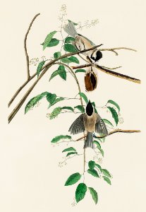 Carolina Titmouse from Birds of America (1827) by John James Audubon, etched by William Home Lizars.
