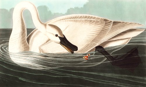 Trumpeter Swan from Birds of America (1827) by John James Audubon (1785 - 1851 ), etched by Robert Havell (1793 - 1878).. Free illustration for personal and commercial use.