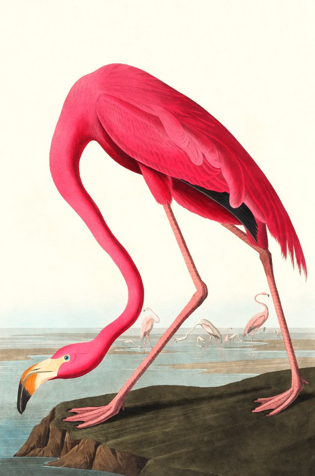 Pink Flamingo from Birds of America (1827) by John James Audubon (1785 - 1851 ), etched by Robert Havell (1793 - 1878).